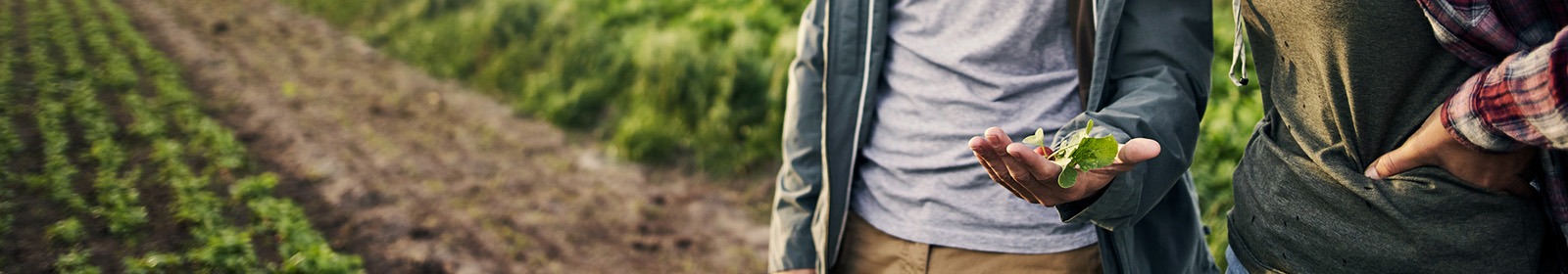 person holding green plant with crop field in background