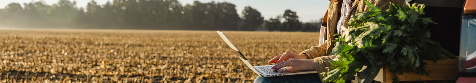 Person on computer in a field